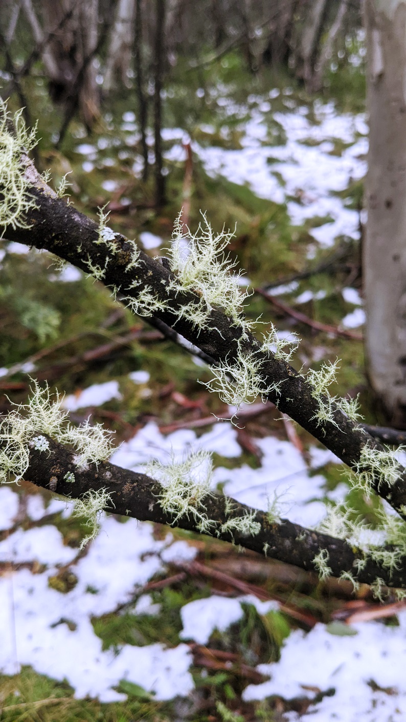 namadgi national park moss