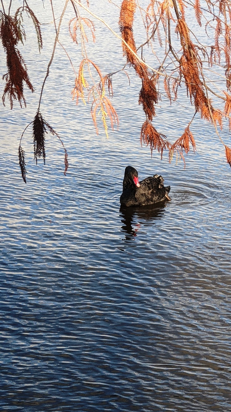 black swan canberra