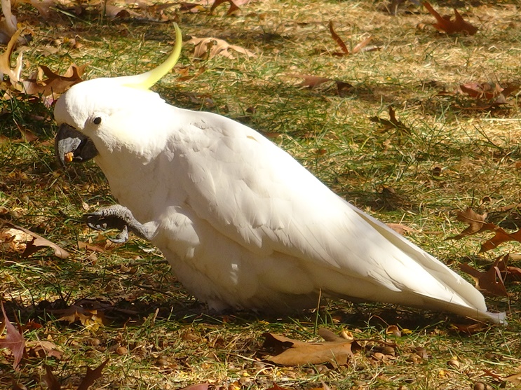 sulphur-crested cockatoo