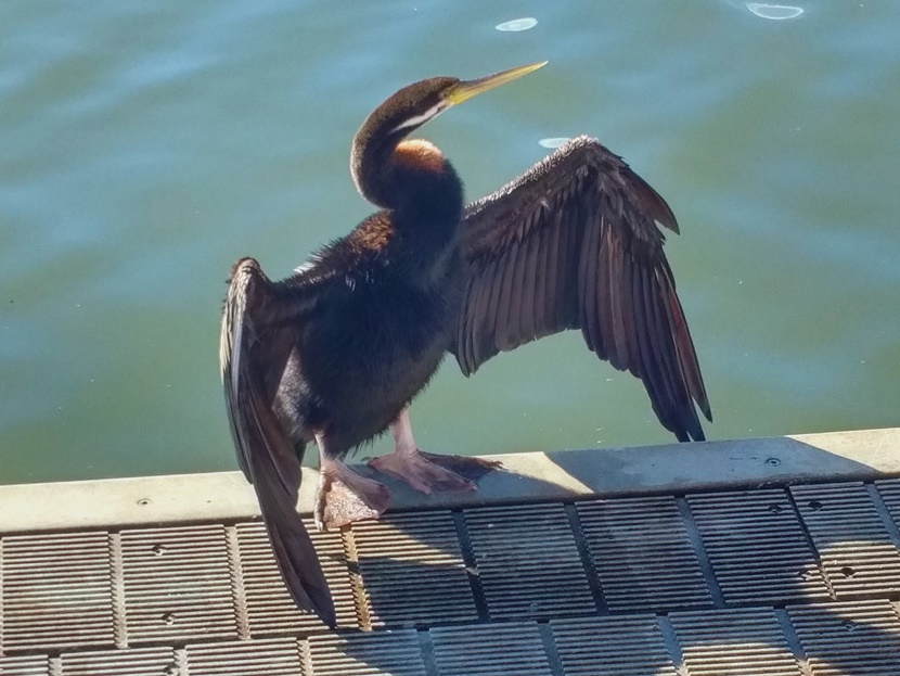 australiasian darter