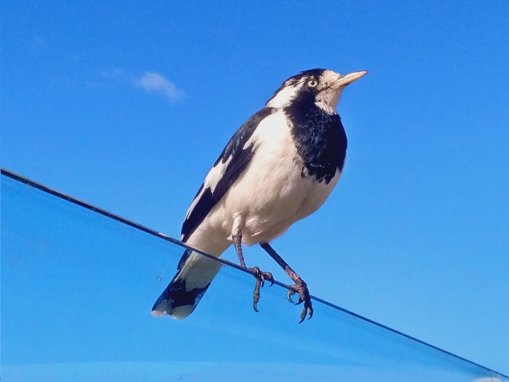 magpie lark