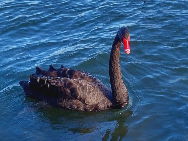 black swan 