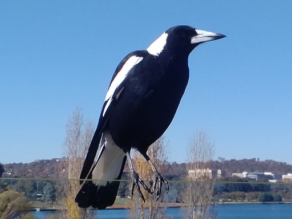 australian magpie