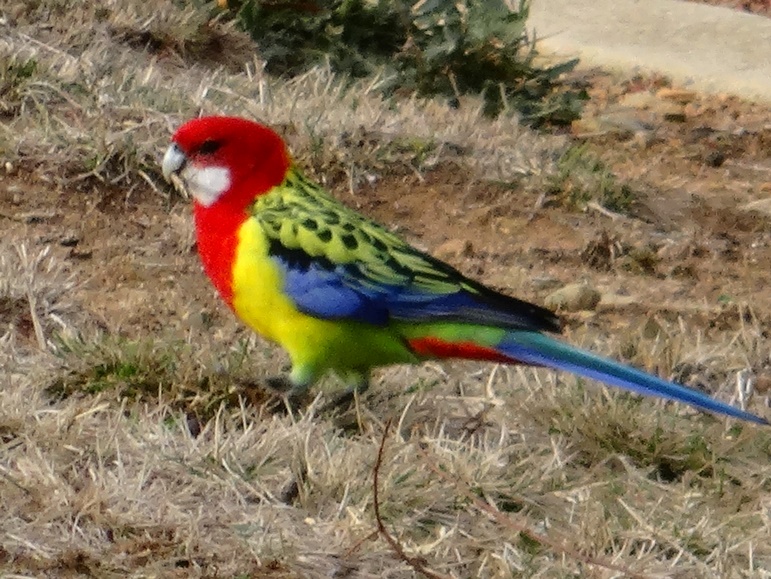 eastern rosella parrot