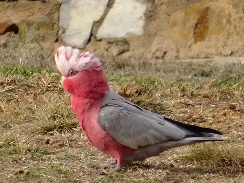 galah cockatoo