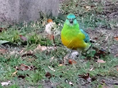 red rumped parrot