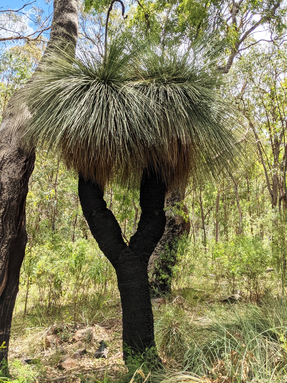 grass tree australia