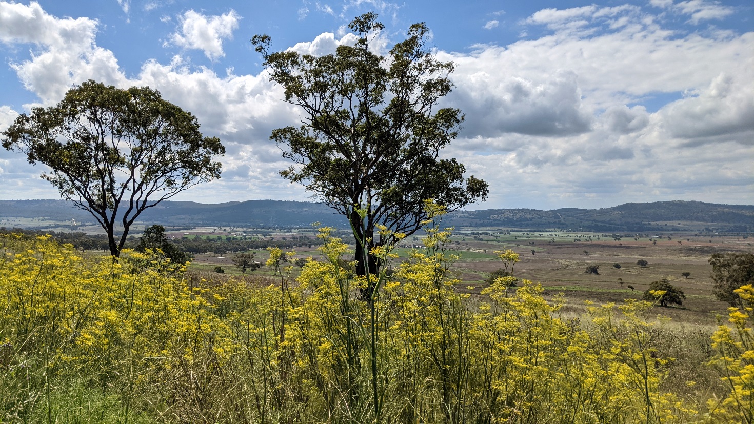 coolah nsw