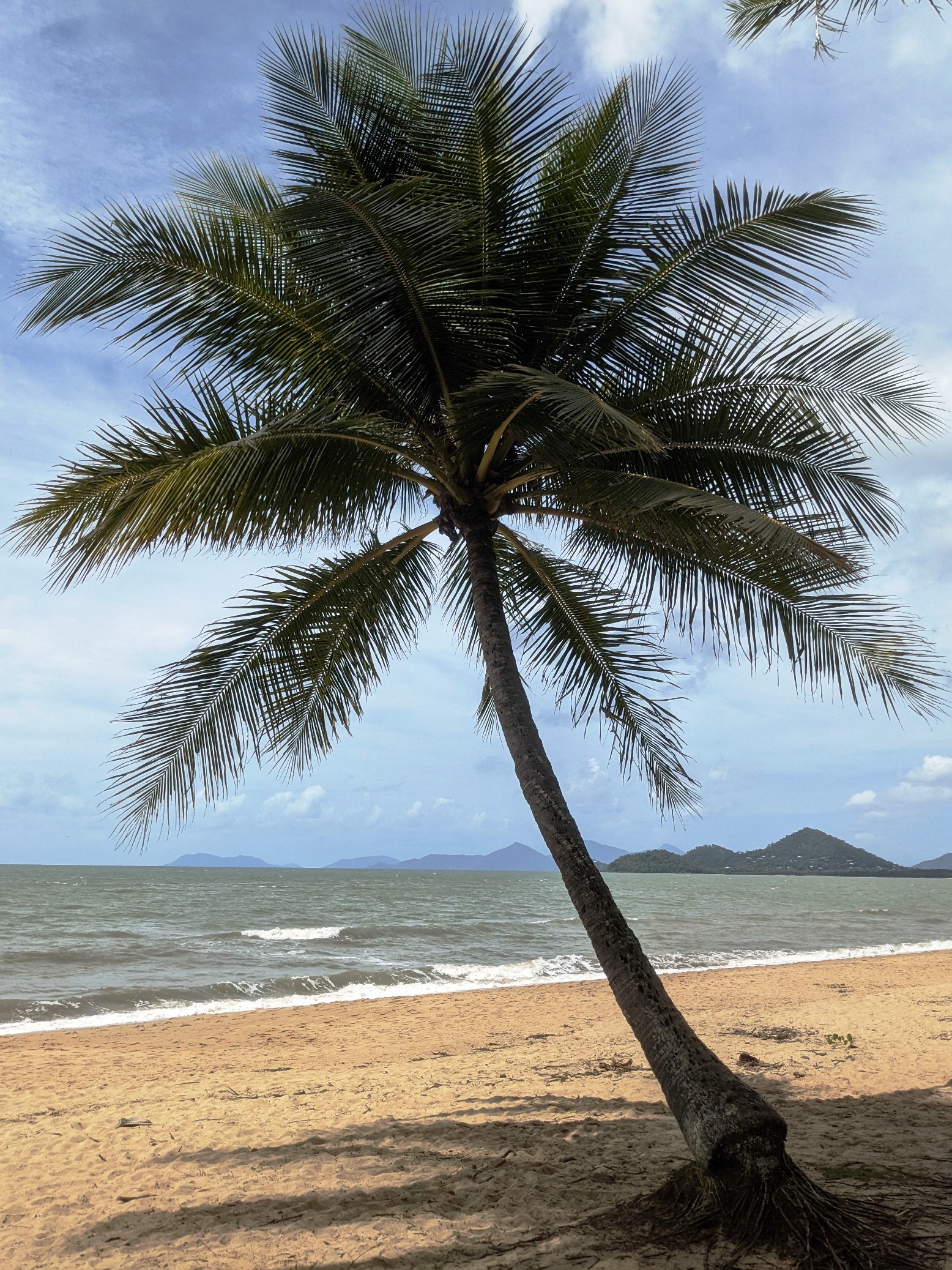 palm cove queensland