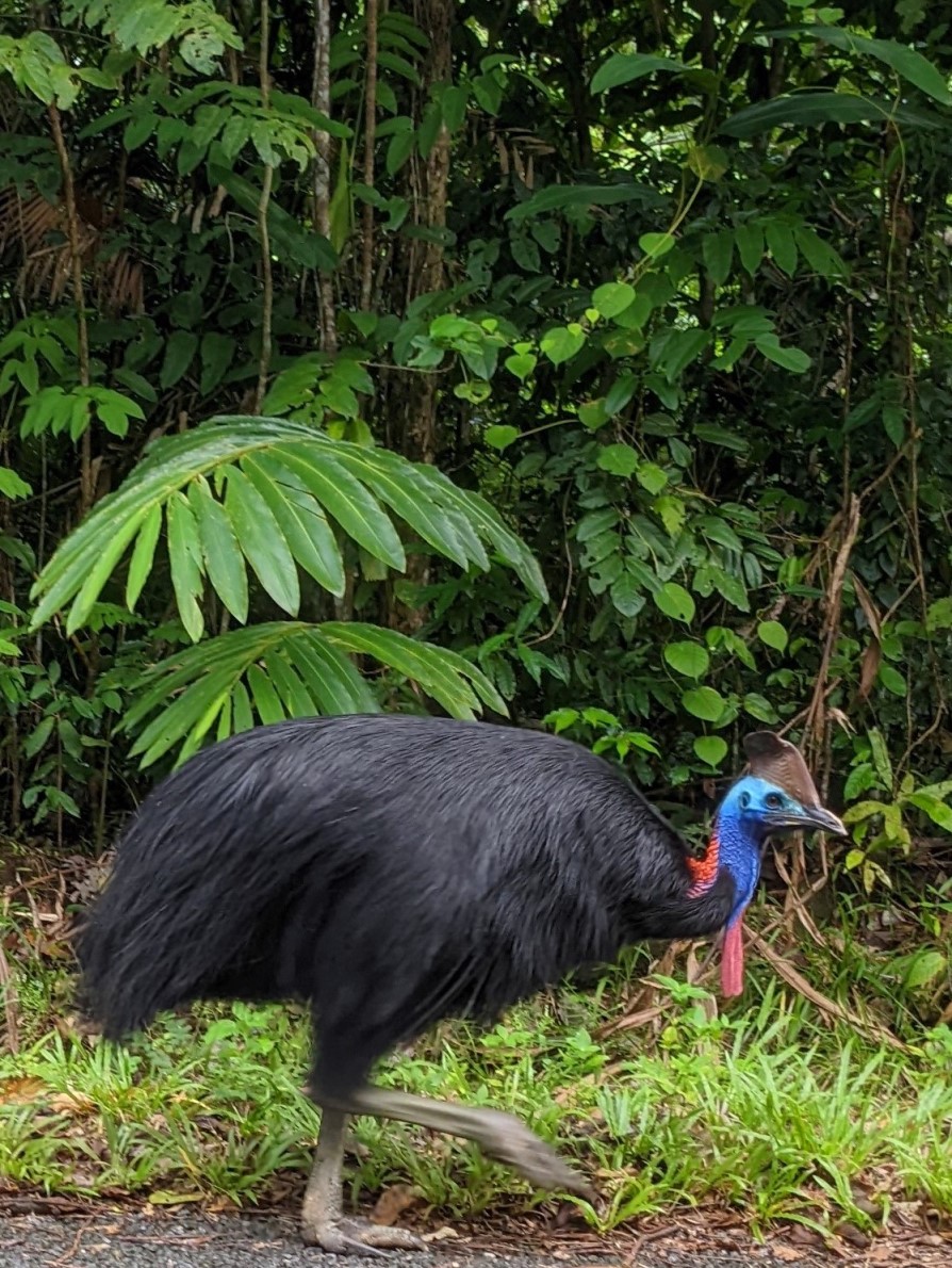 cassowary queensland