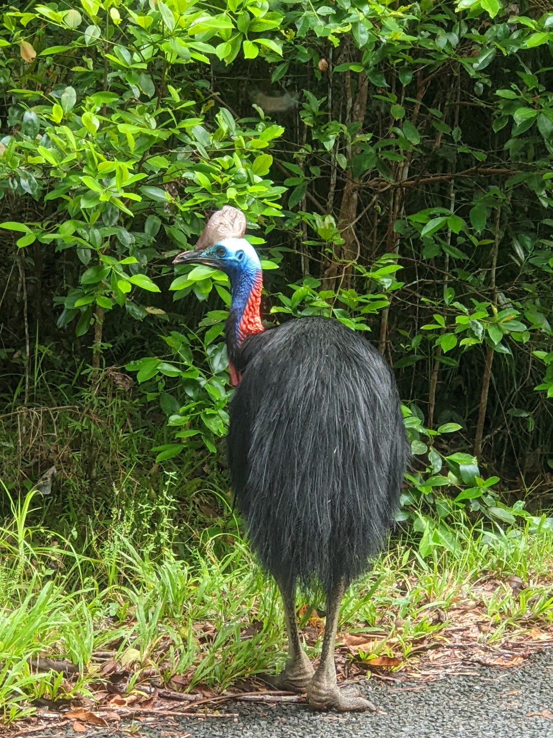 cassowary queensland