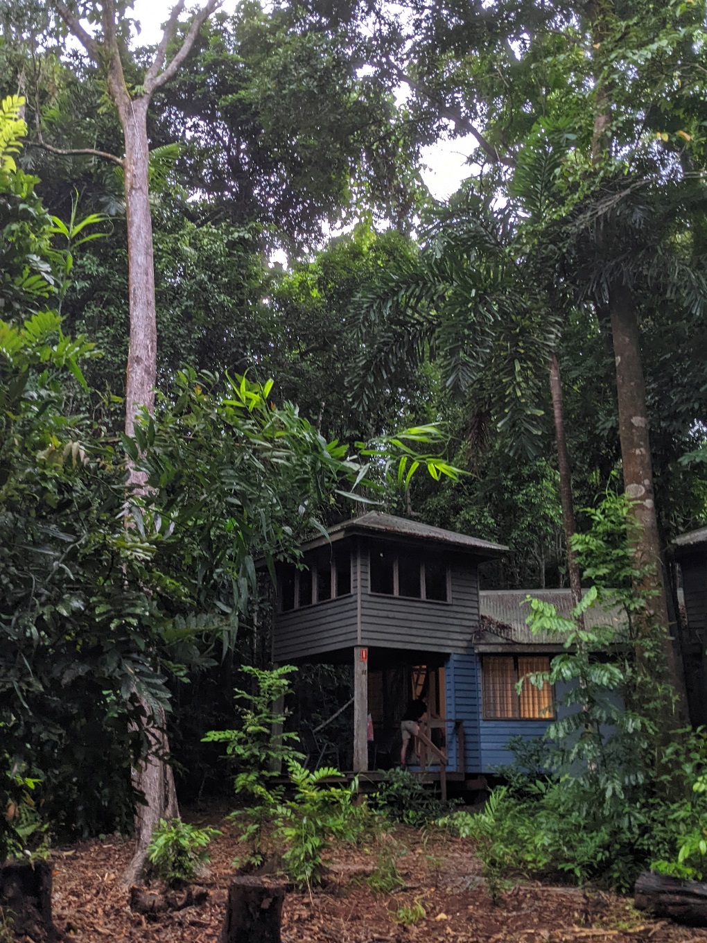 ferntree rainforest lodge