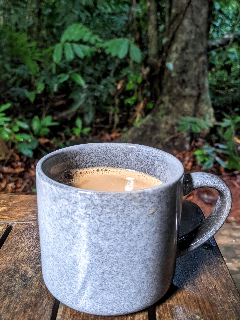 morning coffee in the rainforest