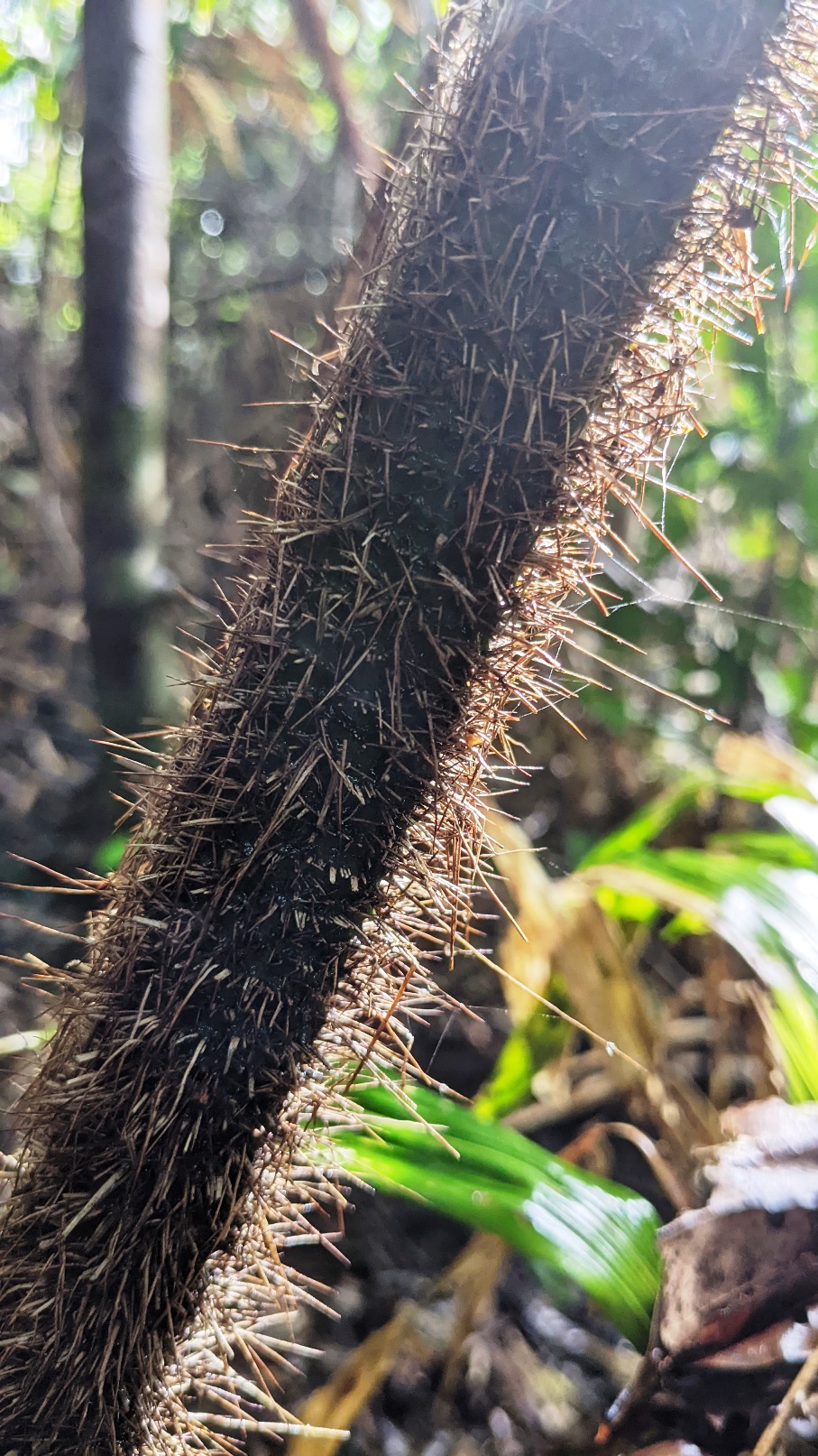 daintree rainforest queensland