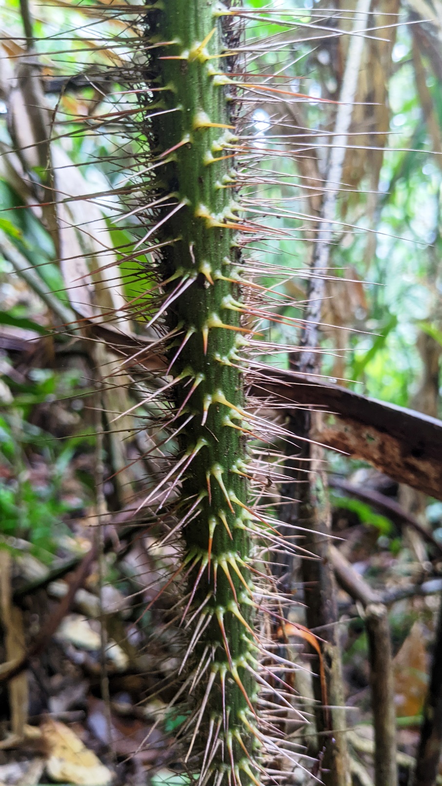 daintree rainforest queensland