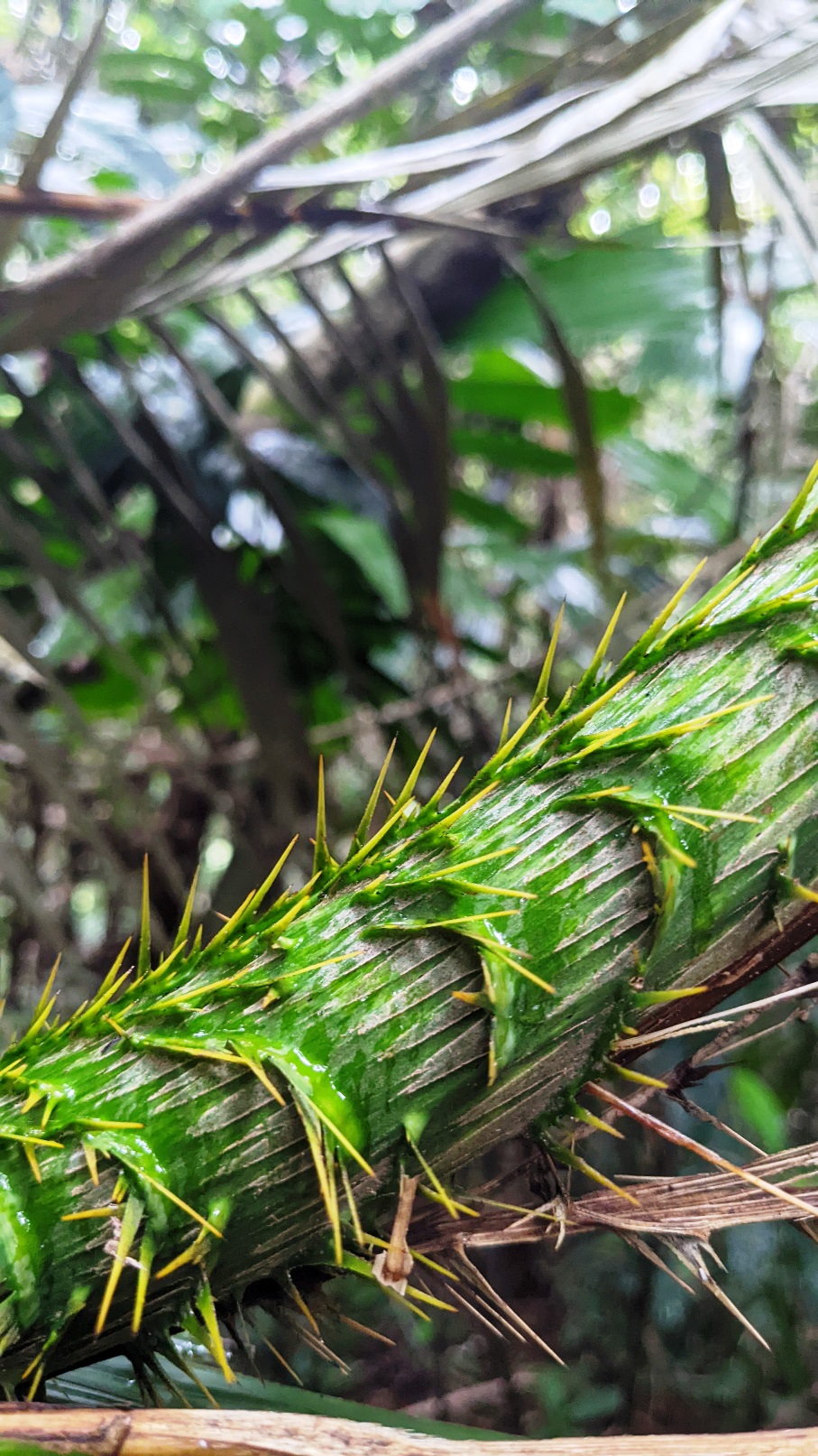 daintree rainforest queensland