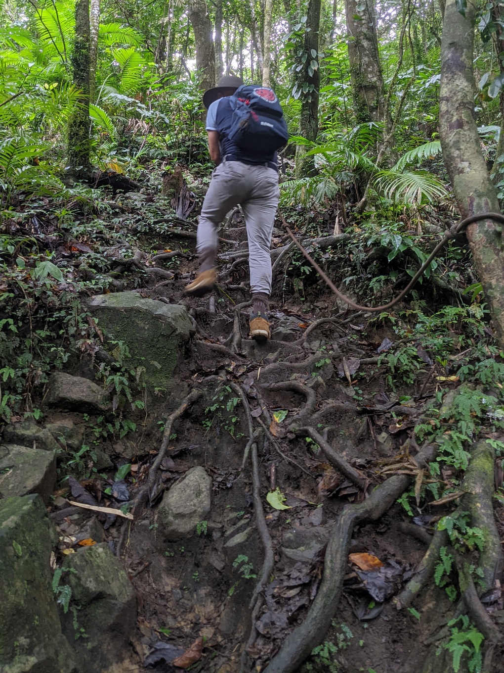 daintree rainforest ridge trail