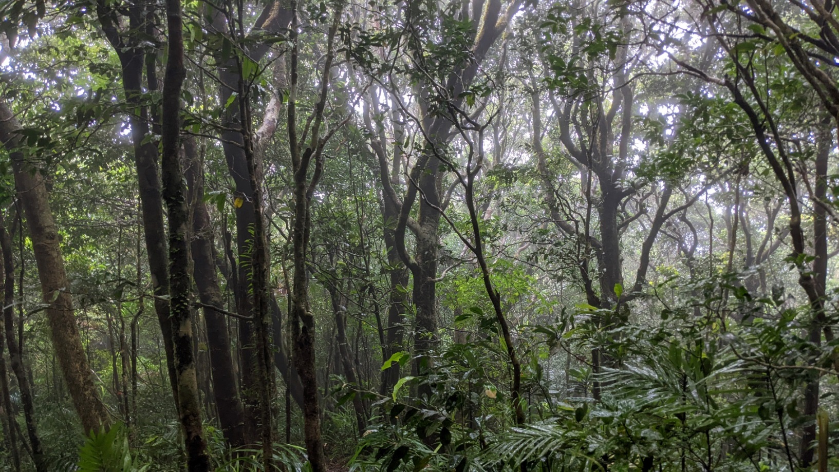 daintree national park mount sorrow hike