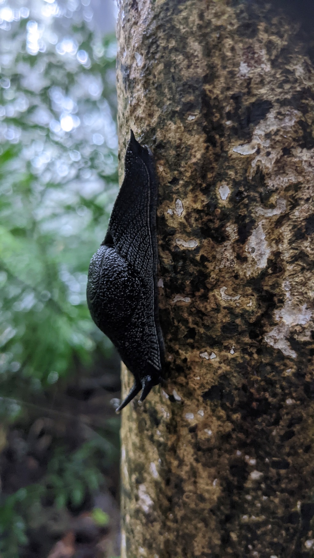 daintree rainforest black slug