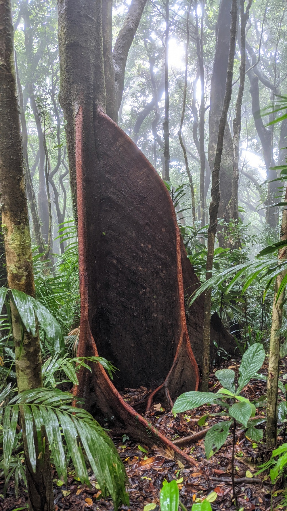 daintree rainforest qld