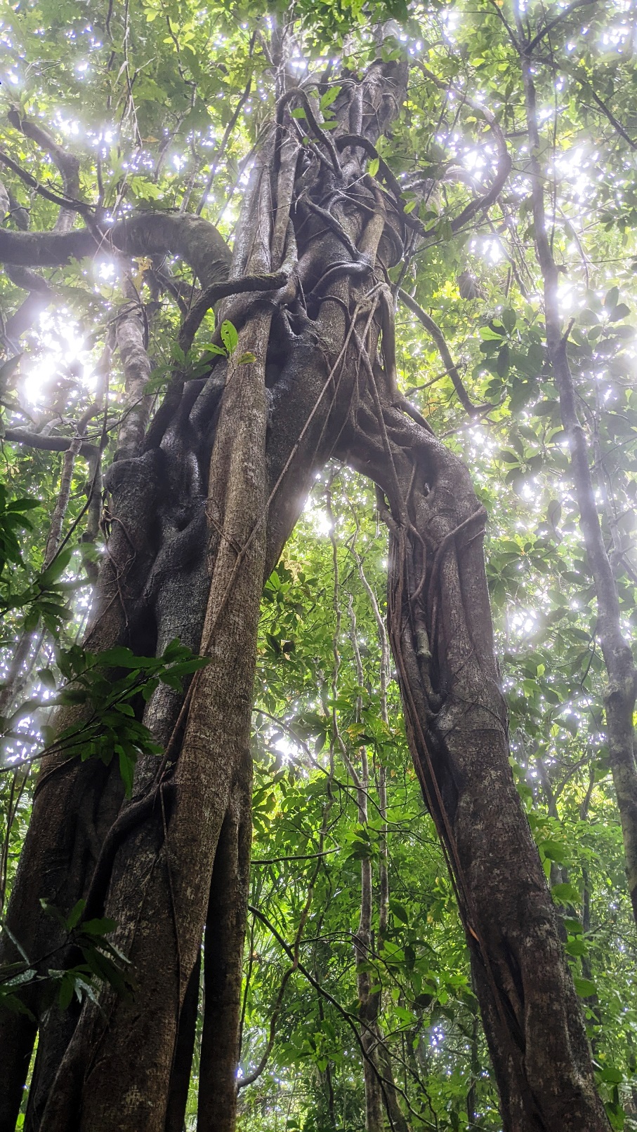 daintree rainforest queensland