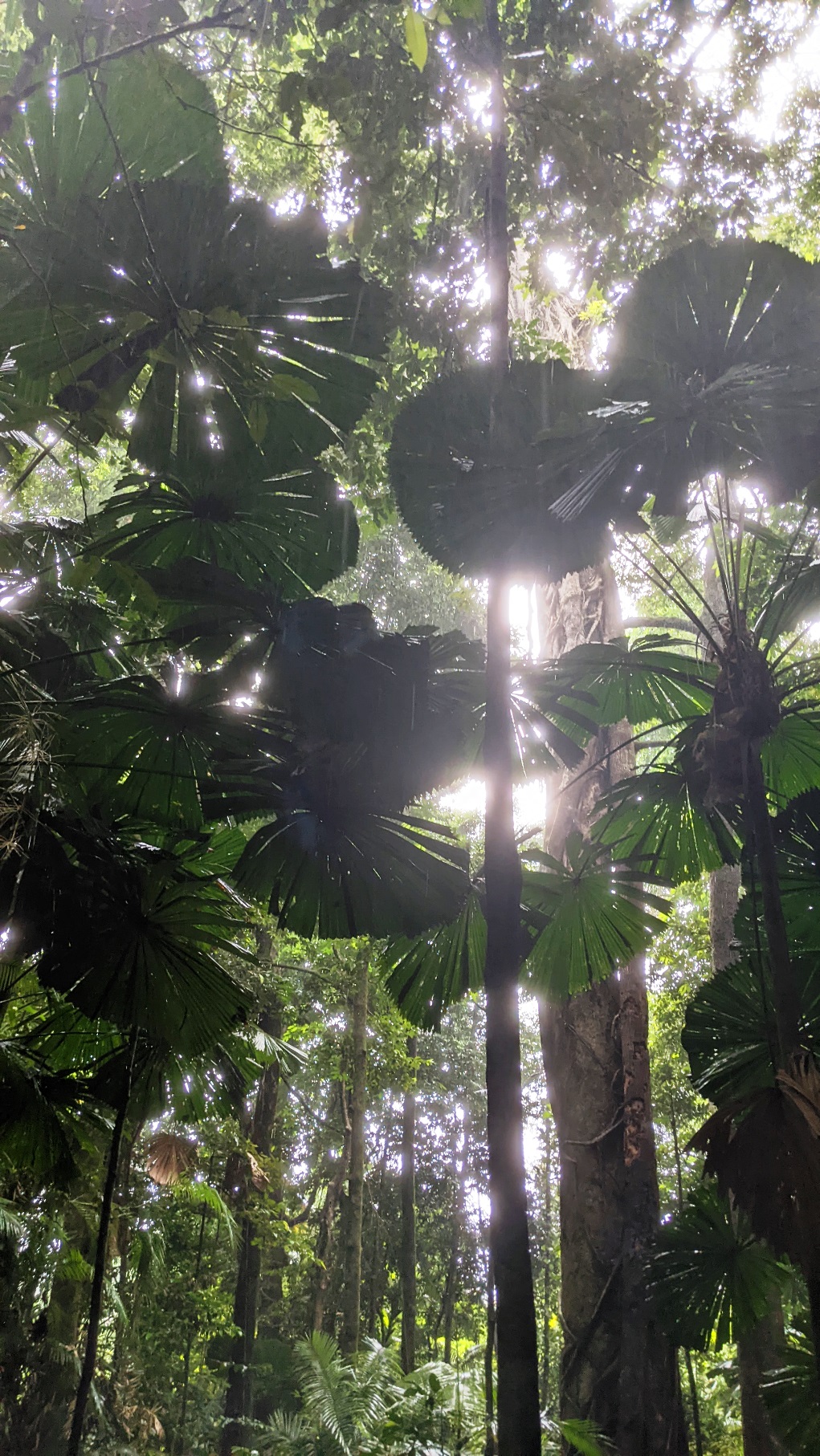 daintree rainforest queensland fan palms