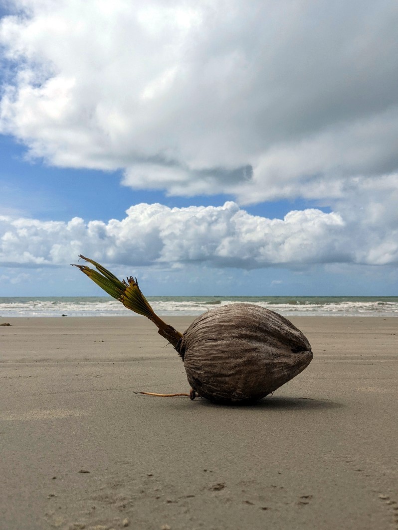 cape trib coconut