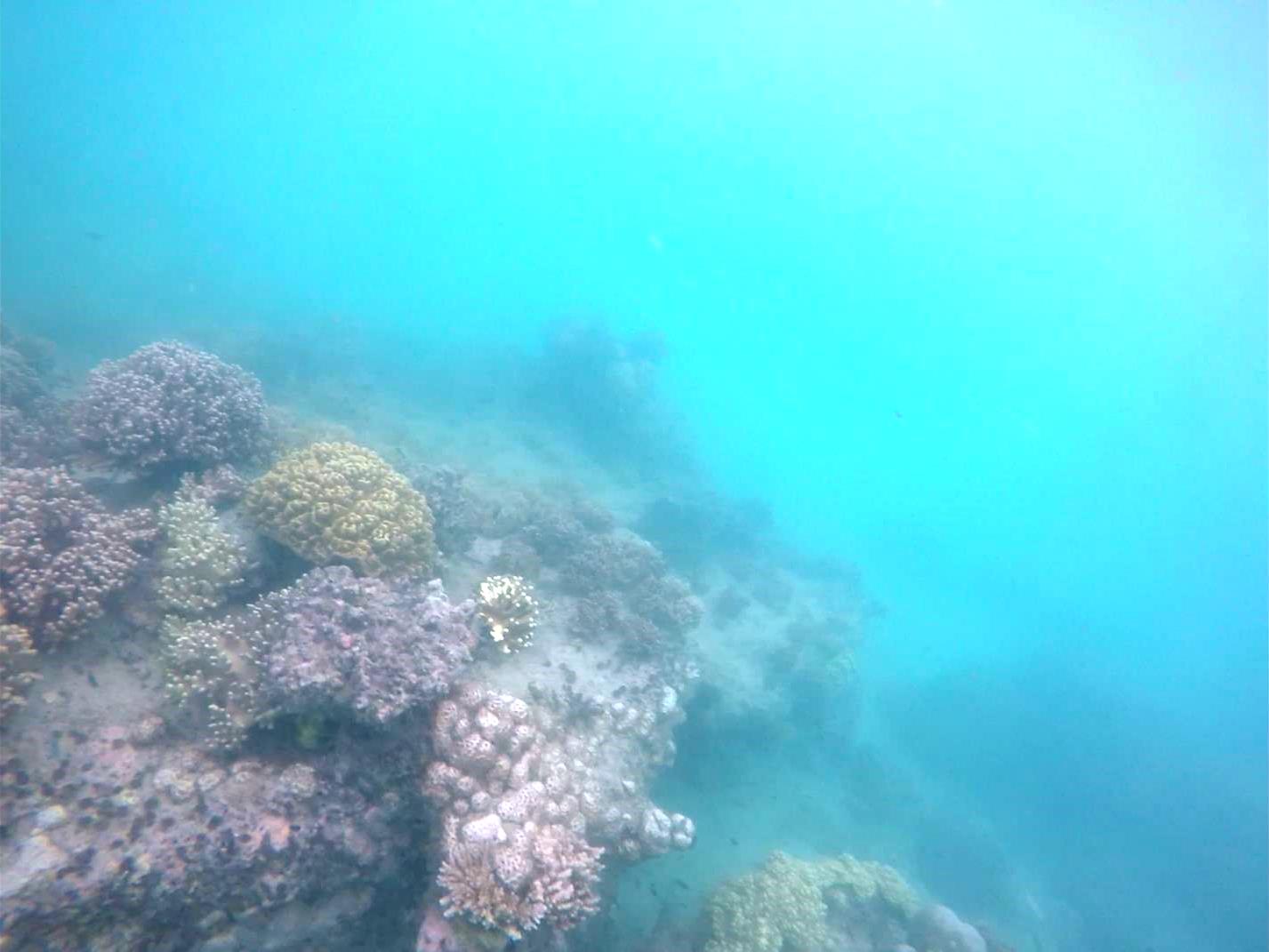 great barrier reef coral