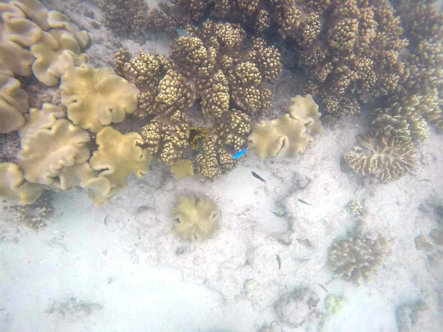 great barrier reef coral