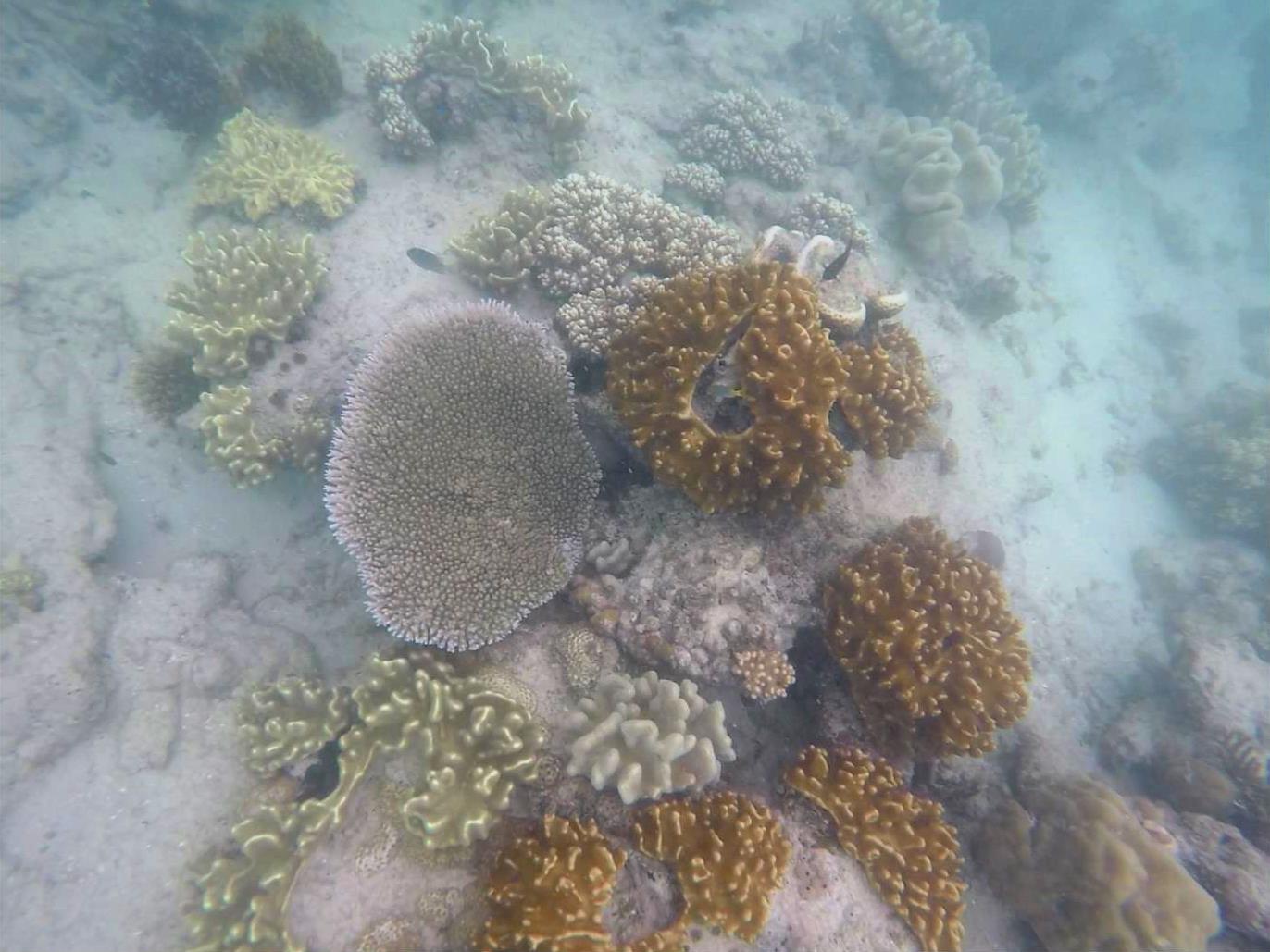 great barrier reef coral