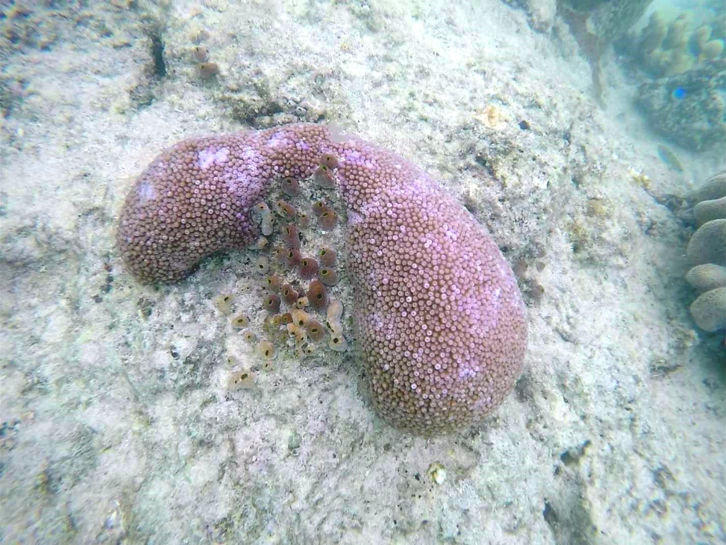 great barrier reef coral