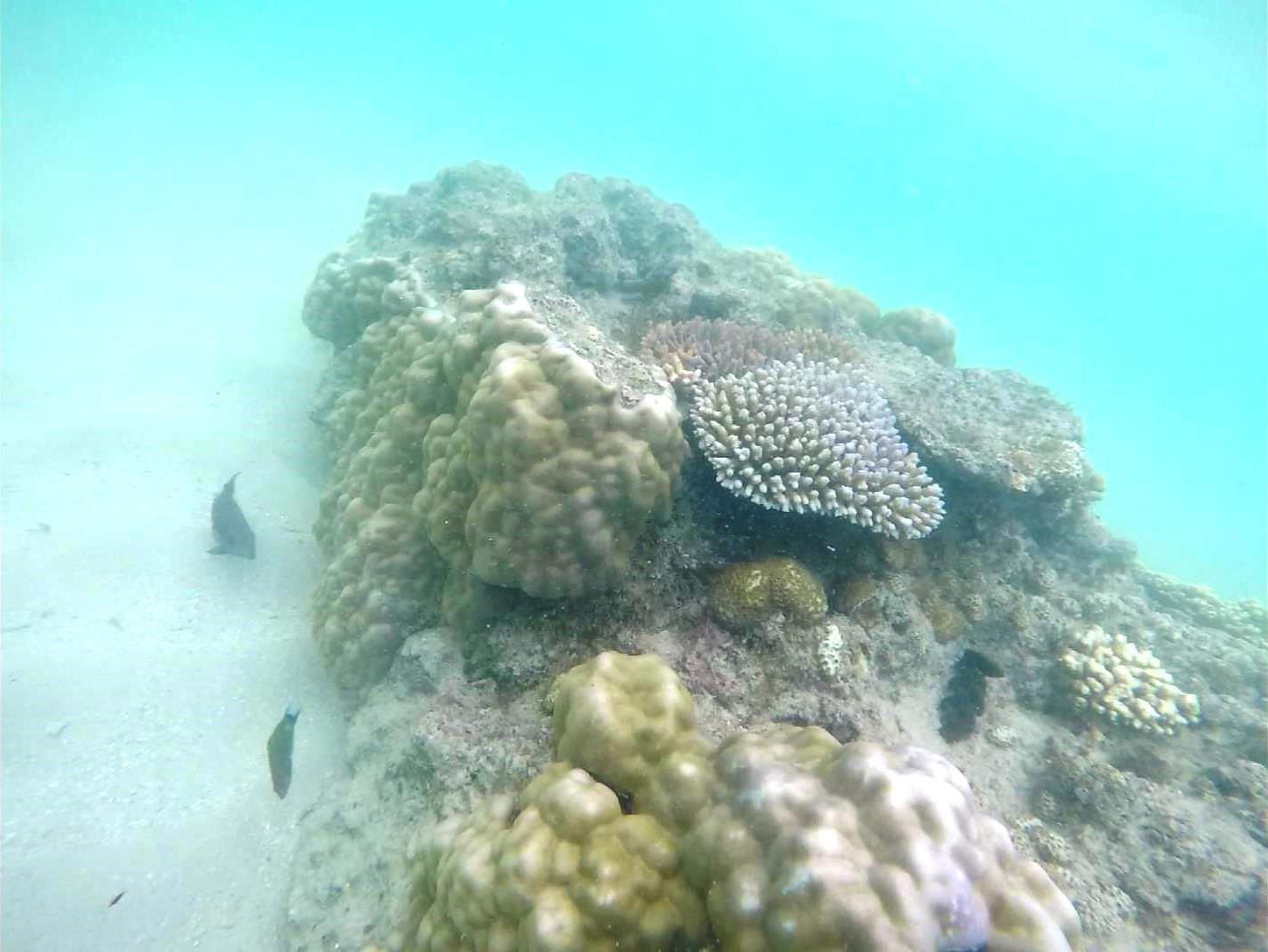 great barrier reef coral