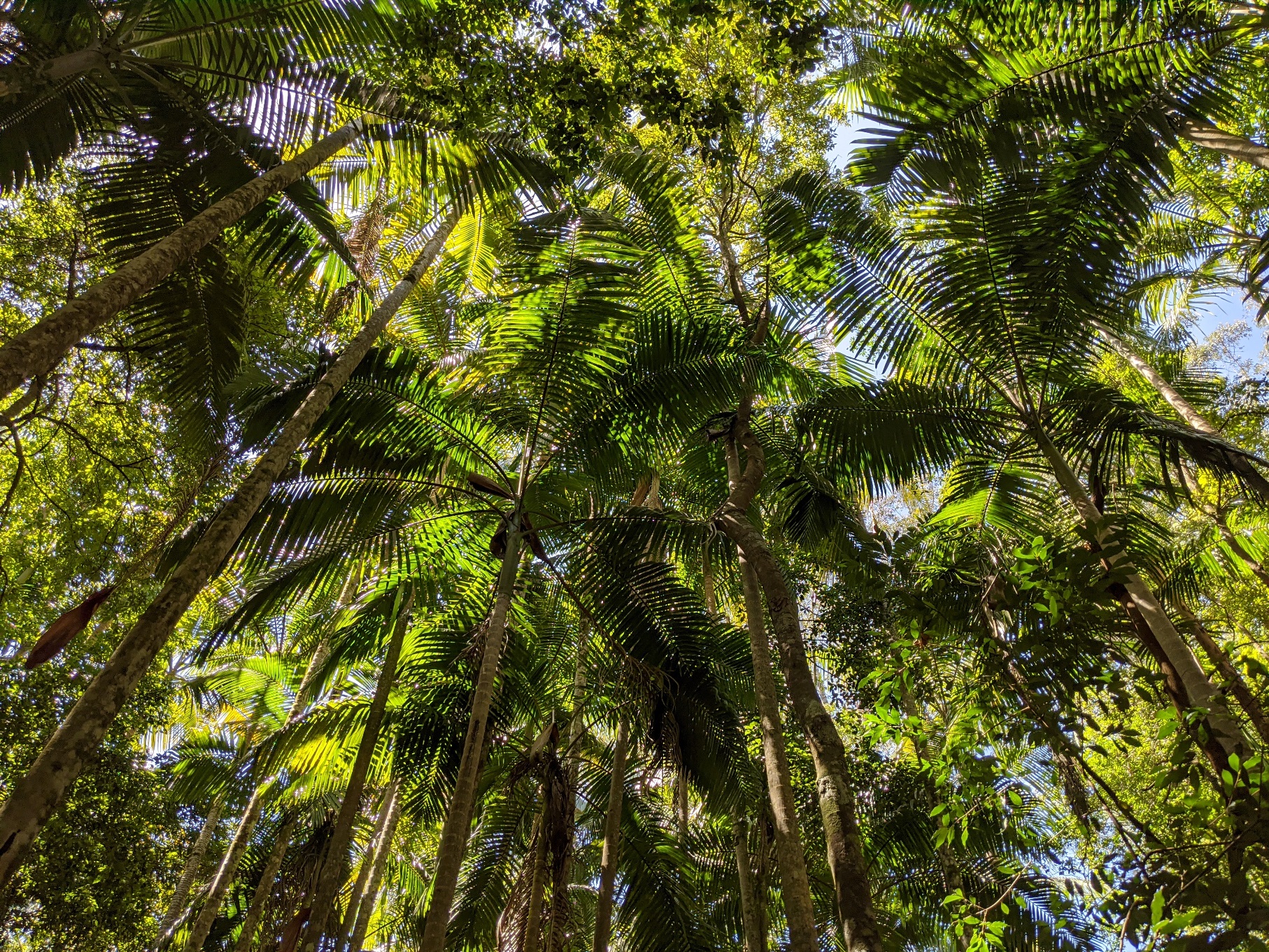 Burrawan State Forest Wauchope