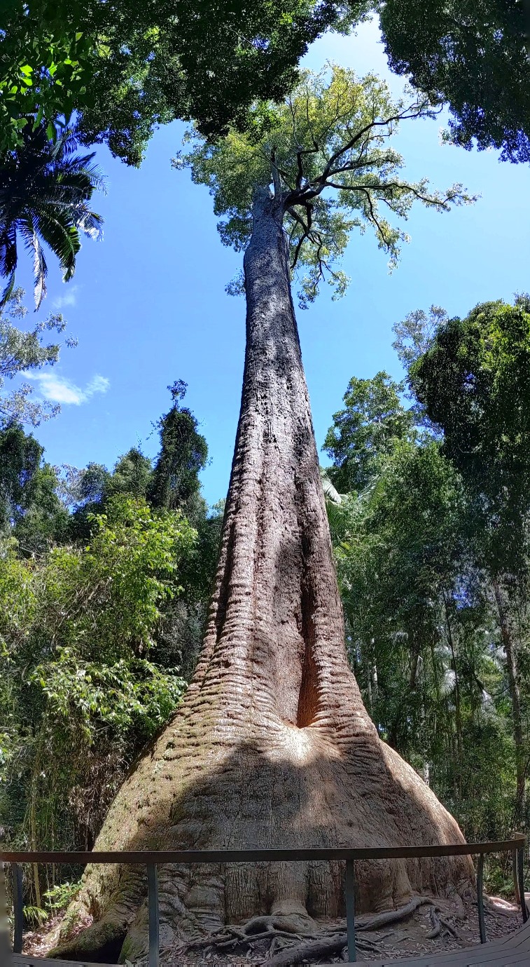 old bottlebutt tree wauchope