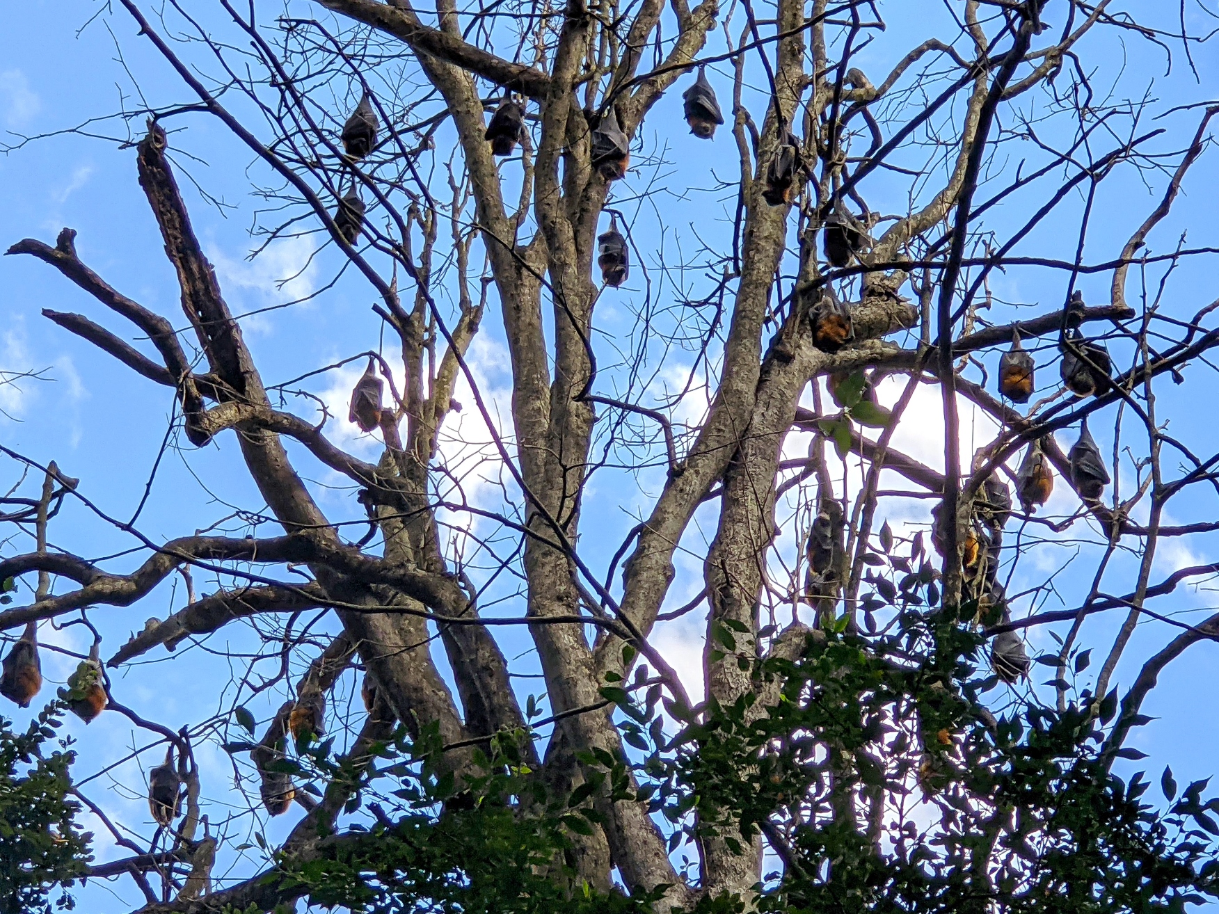 wingham brush bats