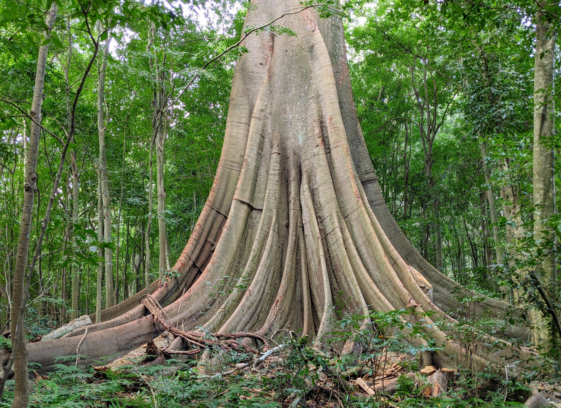 big tree wingham