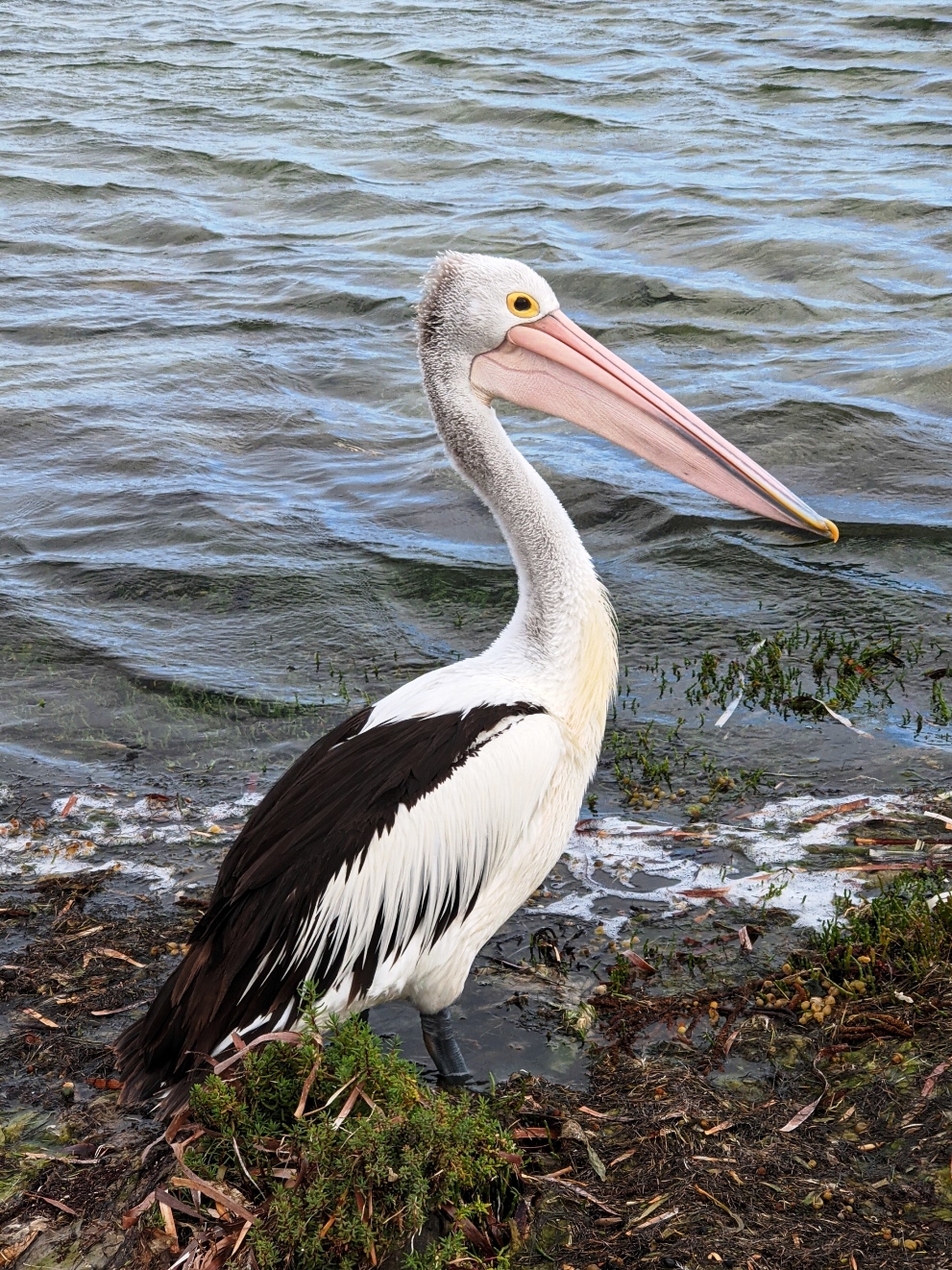 pelican kangaroo island
