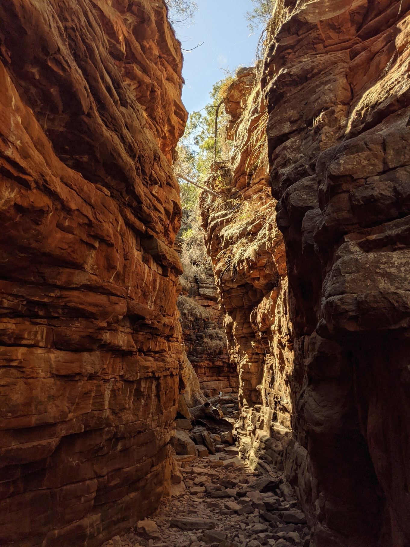 alligator gorge