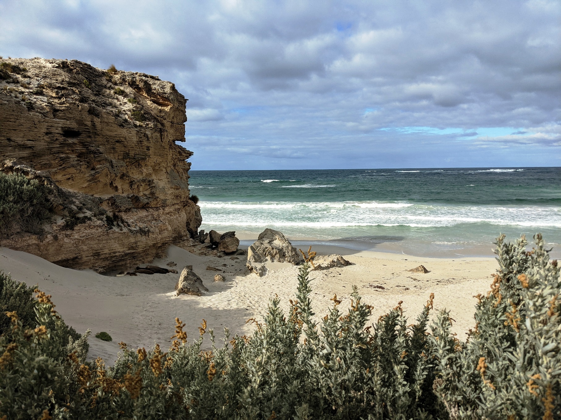 seal bay kangaroo island