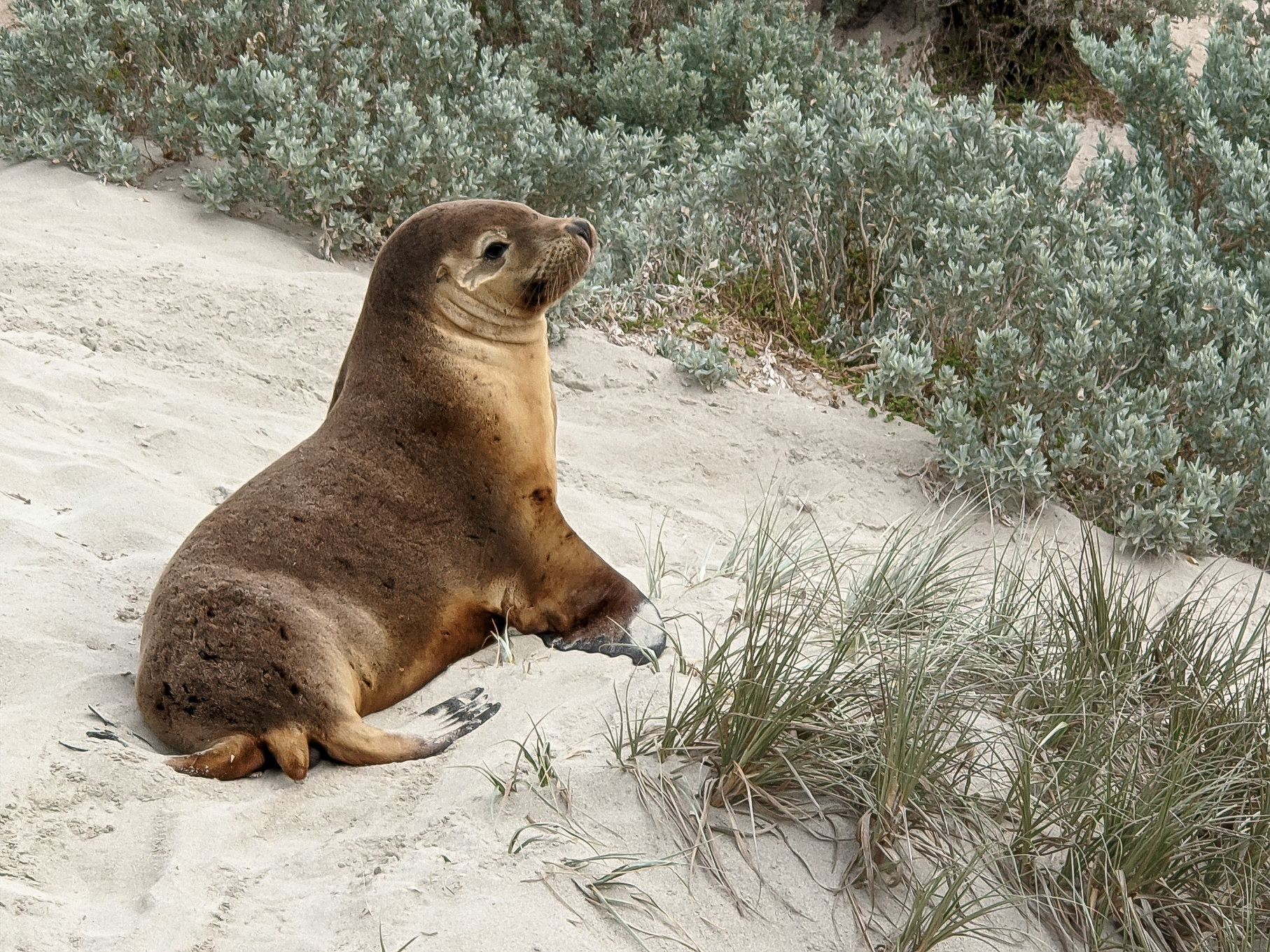 seal bay kangaroo island