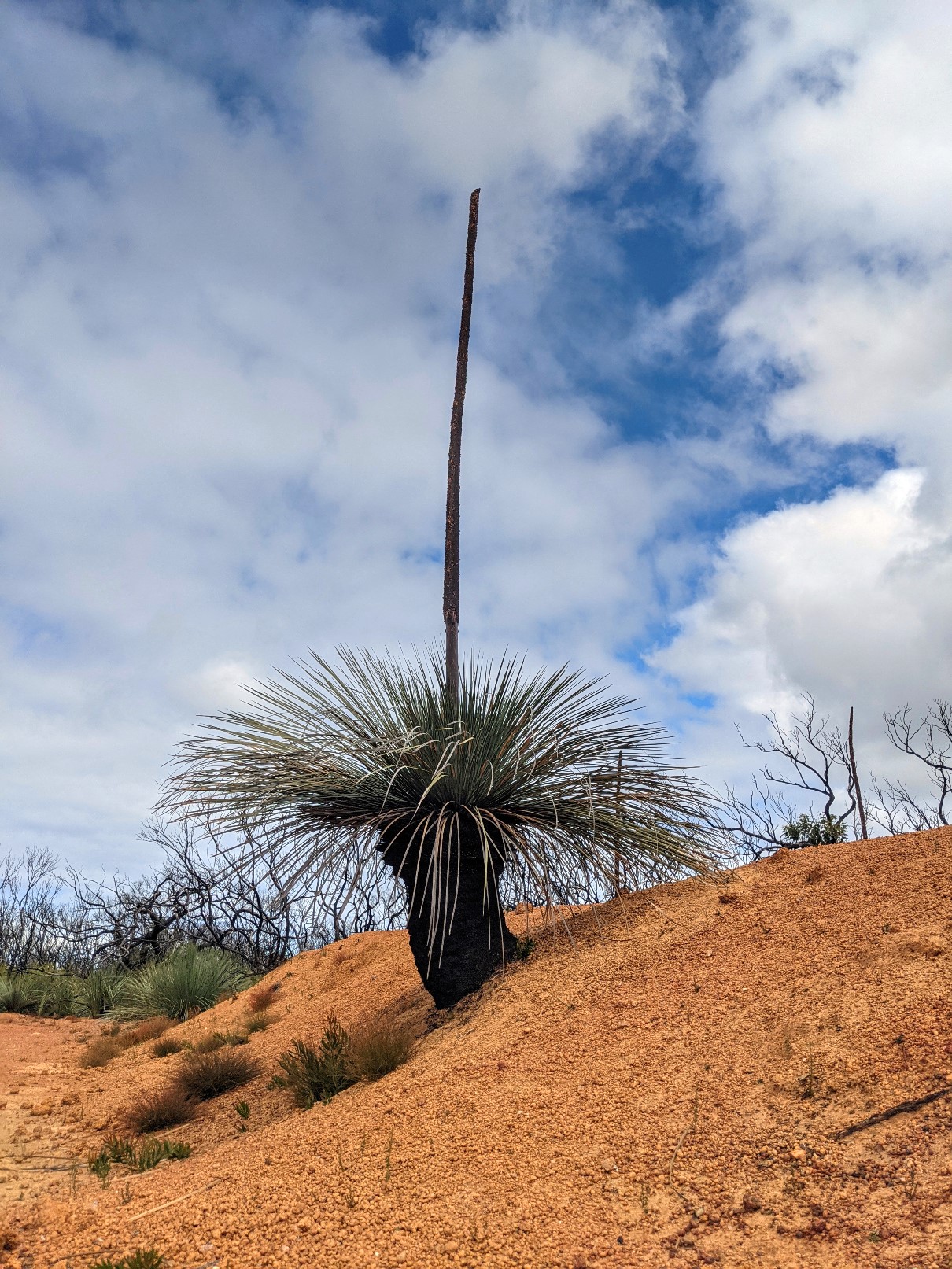 grasstrees australia