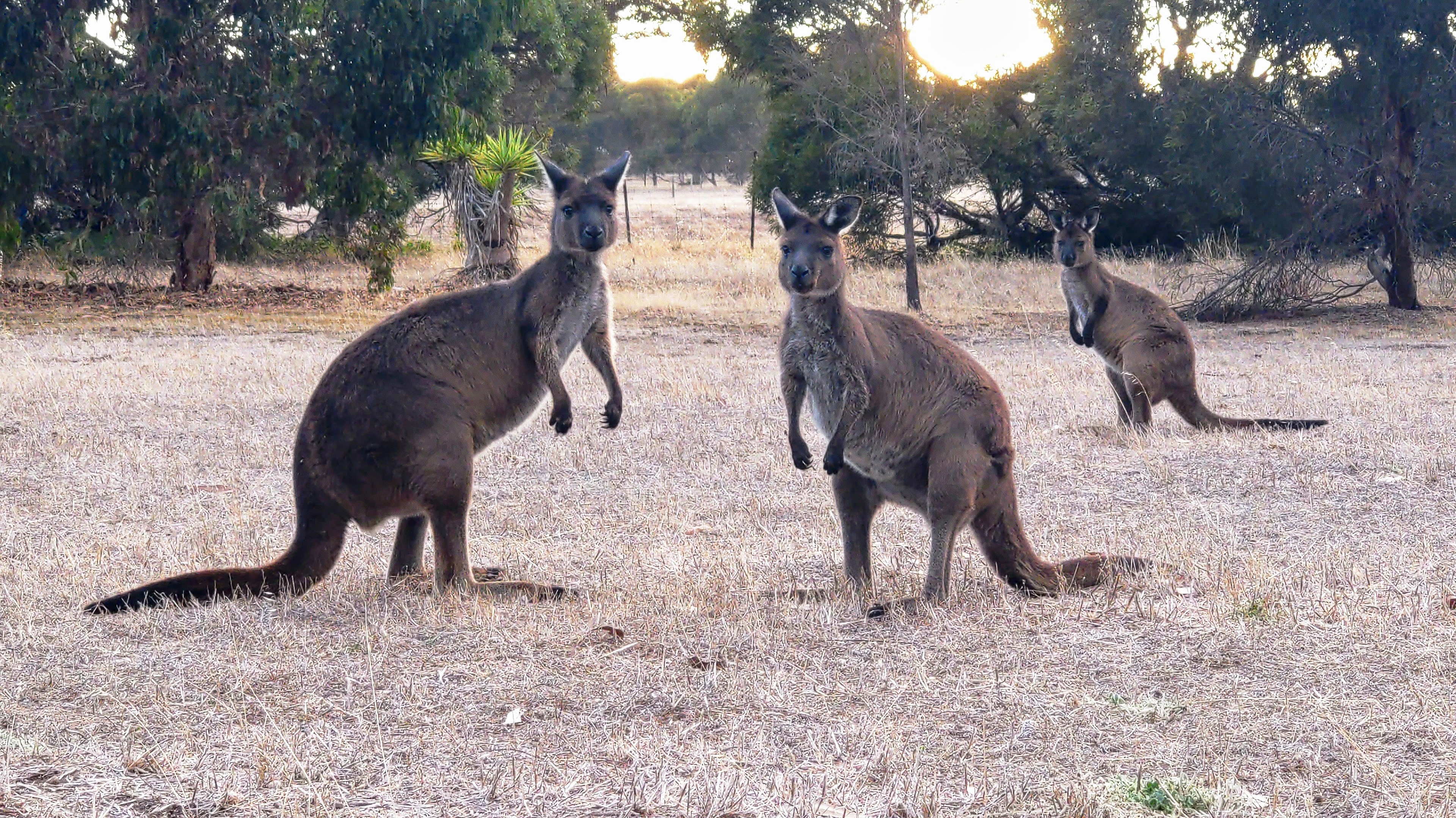 kangaroos on kangaroo island