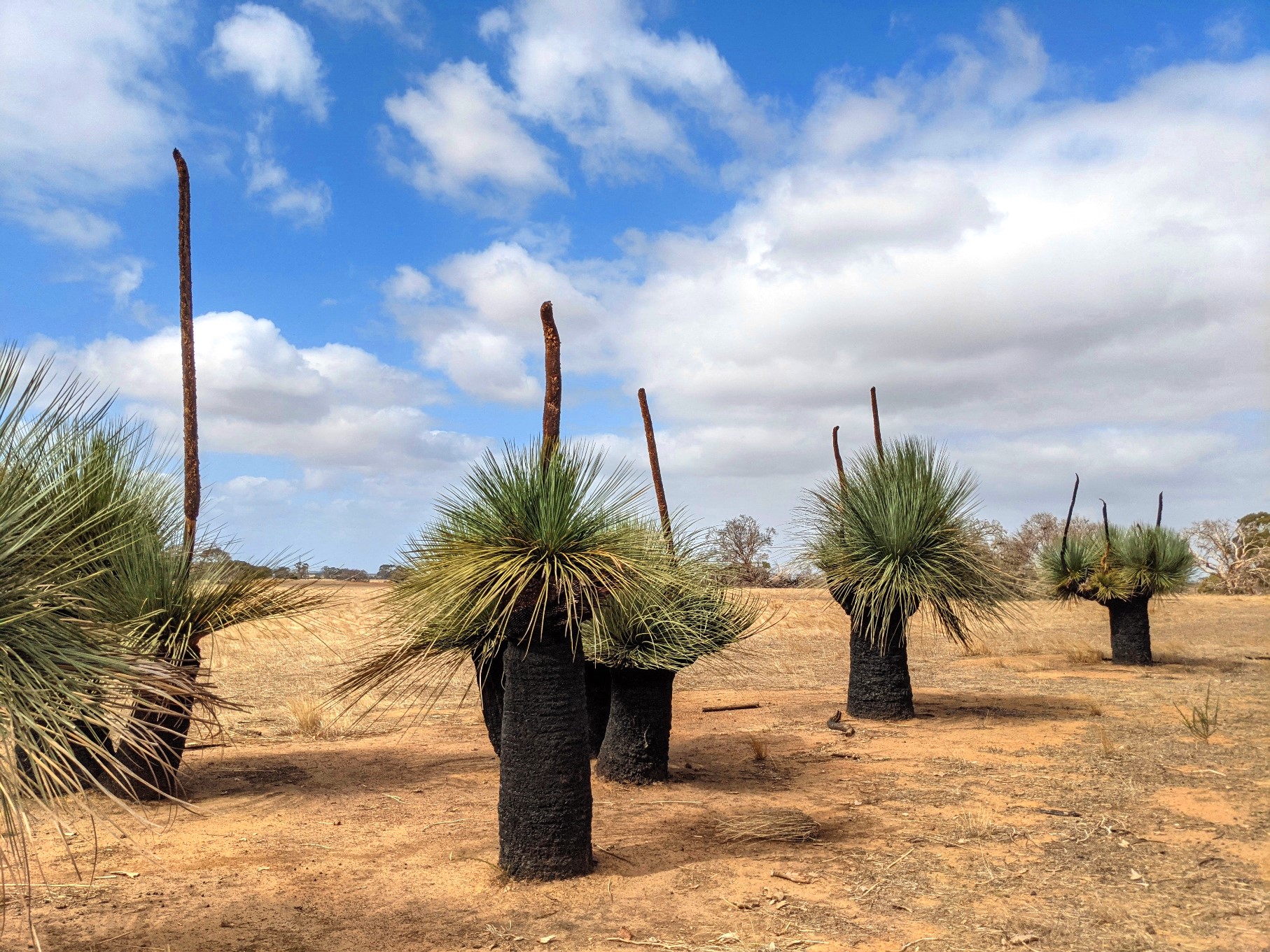 grasstrees australia