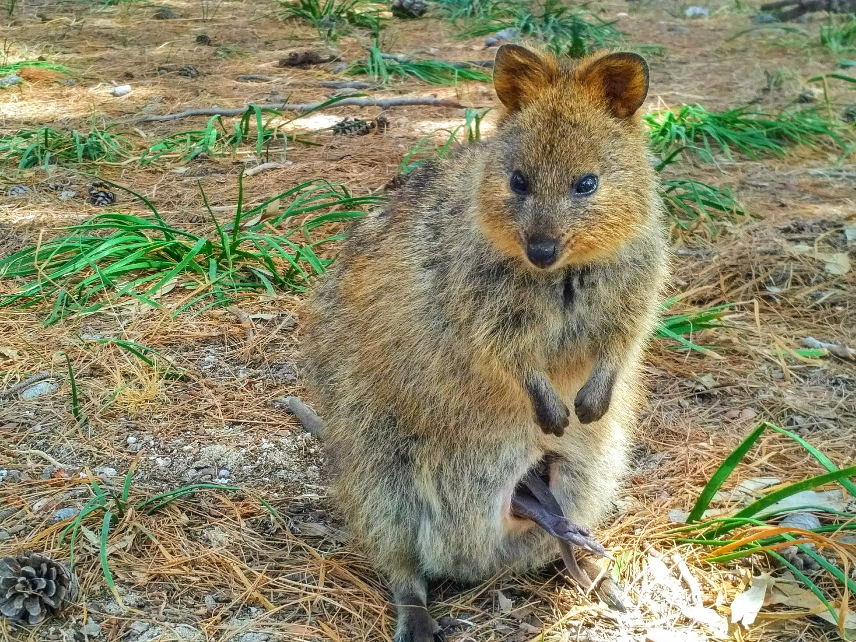 quokkas