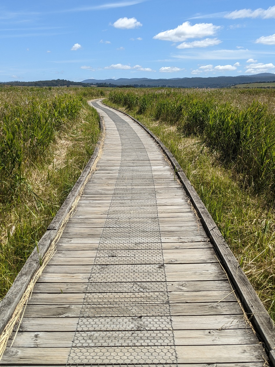 tamar wetlands launceston