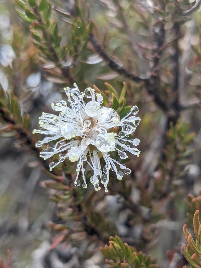 cradle mountain blooms