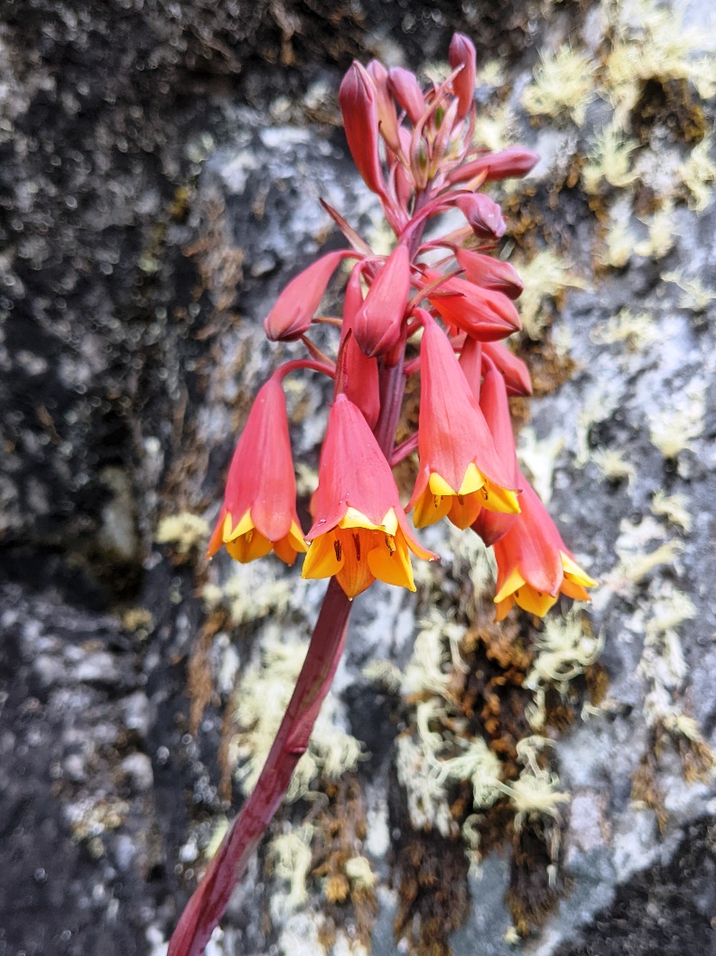 christmas bell flower