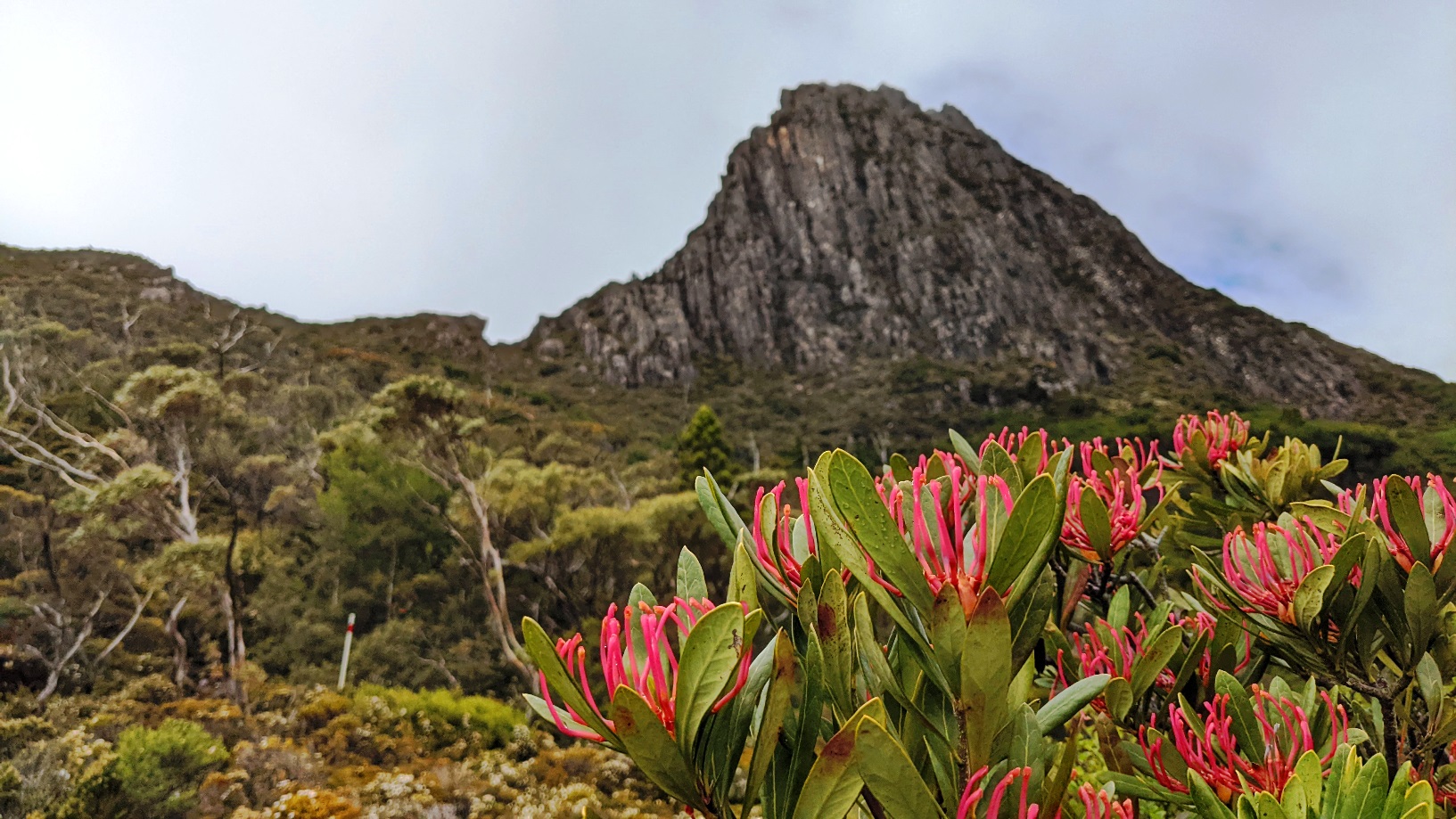 tasmanian waratahs