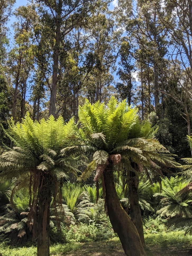 fern walk leven canyon