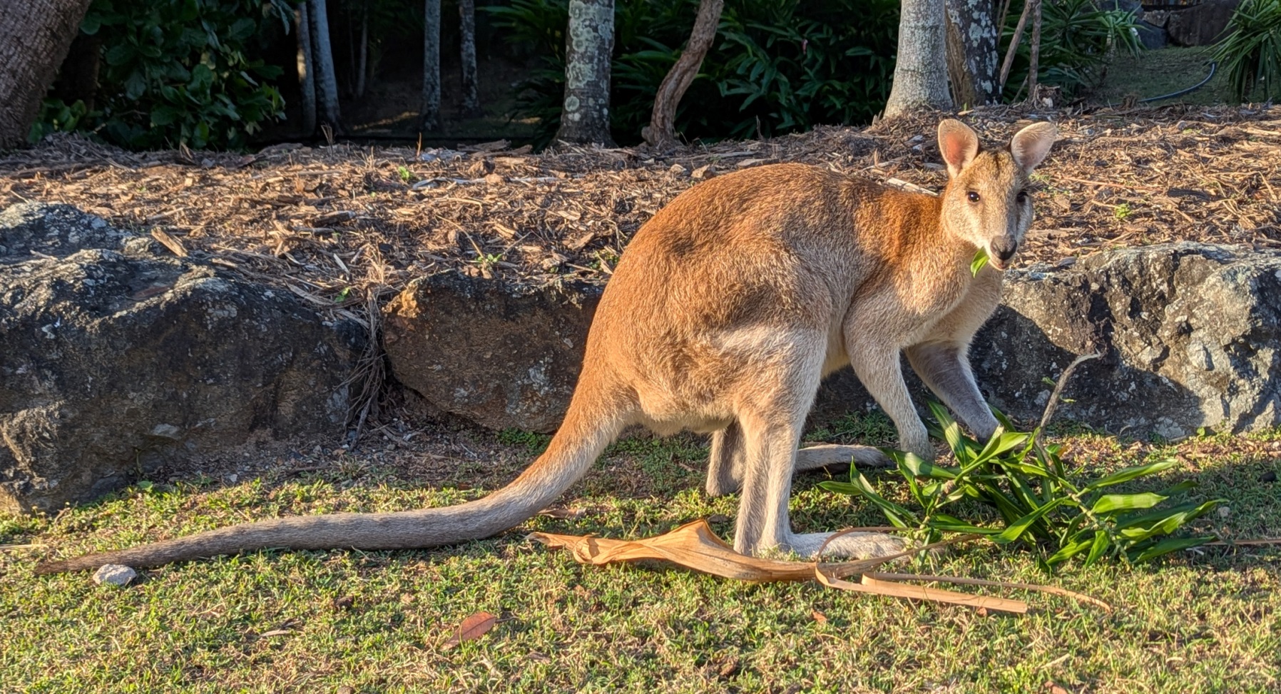Hamilton Island Wallaby
